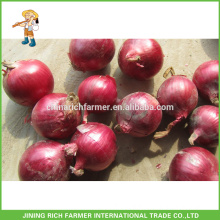 Jinxiang New Season Fresh Red Onion